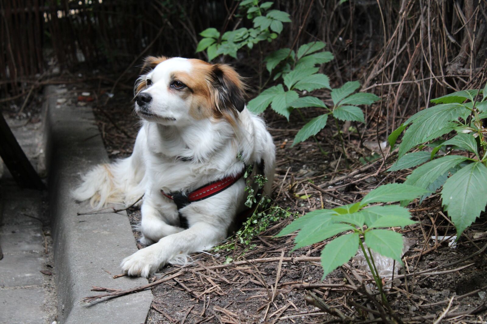Canon EOS 1300D (EOS Rebel T6 / EOS Kiss X80) sample photo. Płochacz, dog, doggy photography