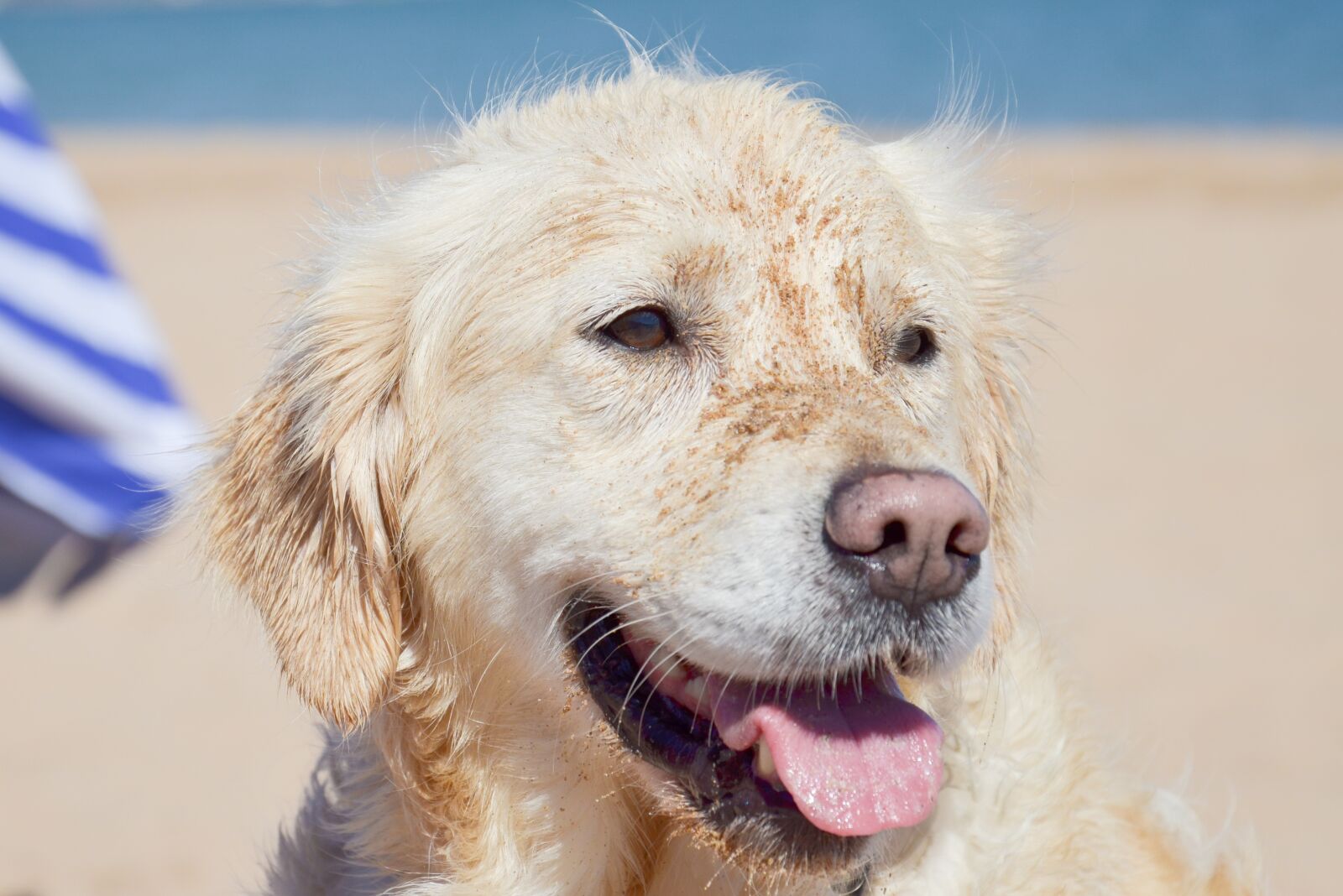 Nikon D5100 sample photo. Dog, golden retriever, animal photography