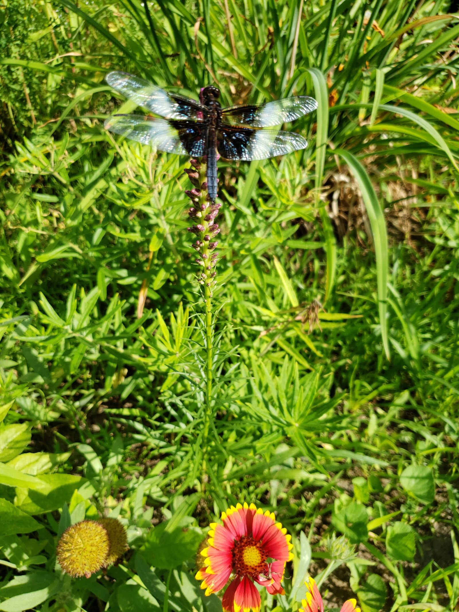 Samsung Galaxy S9 sample photo. Widow skimmer, dragonfly, black photography