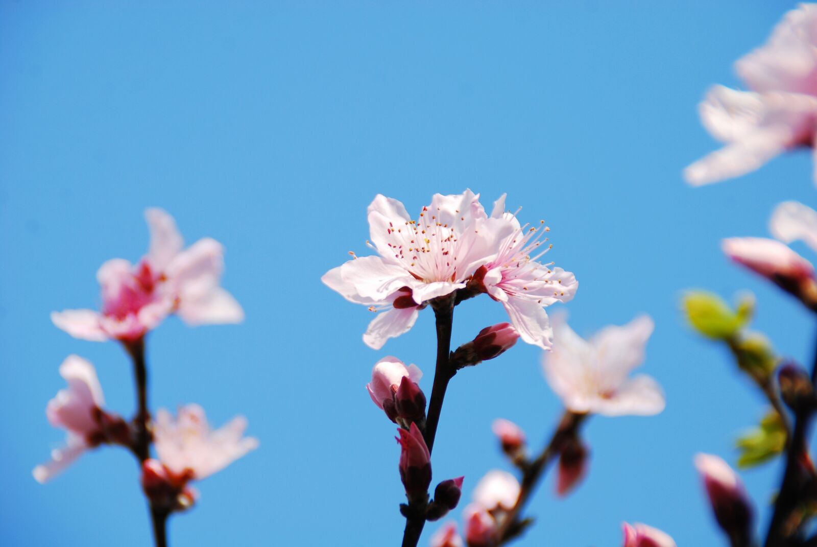 Nikon D40X sample photo. Flower, cherry blossoms, spring photography