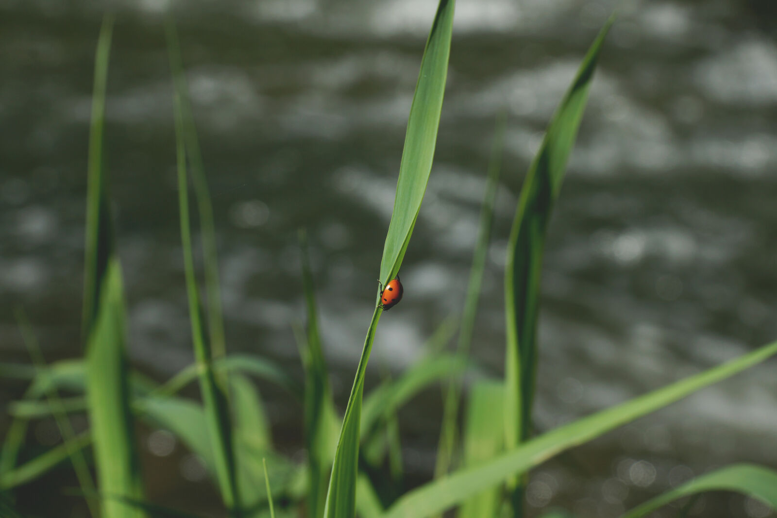 24-70mm F2.8-2.8 SSM sample photo. Beetle, grass, ladybird, nature photography