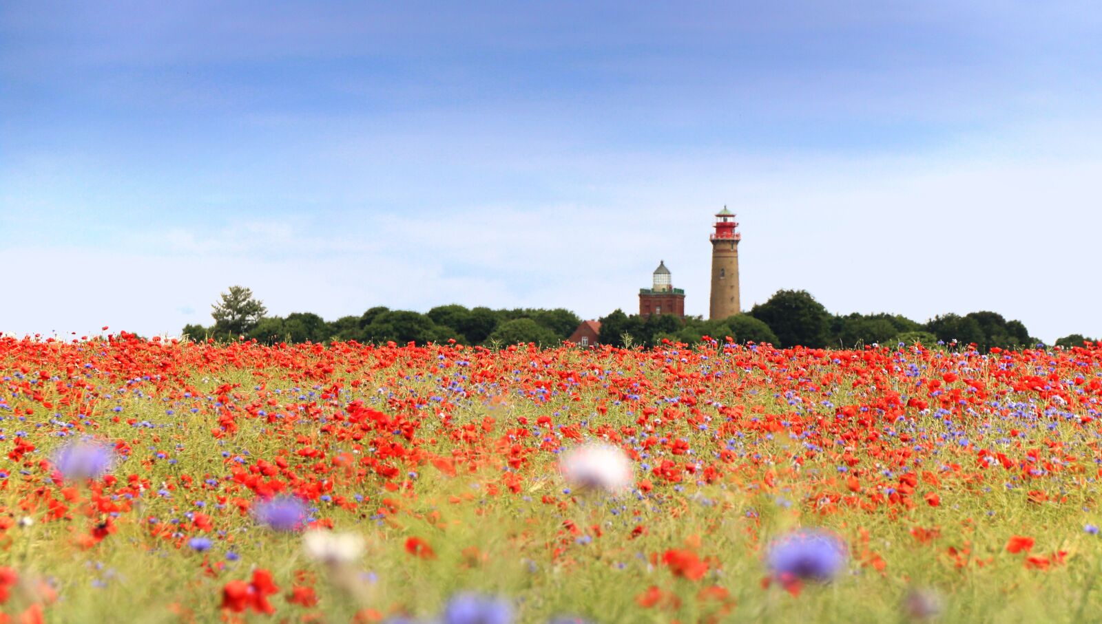 Canon EOS 1300D (EOS Rebel T6 / EOS Kiss X80) sample photo. Poppy, field of poppies photography