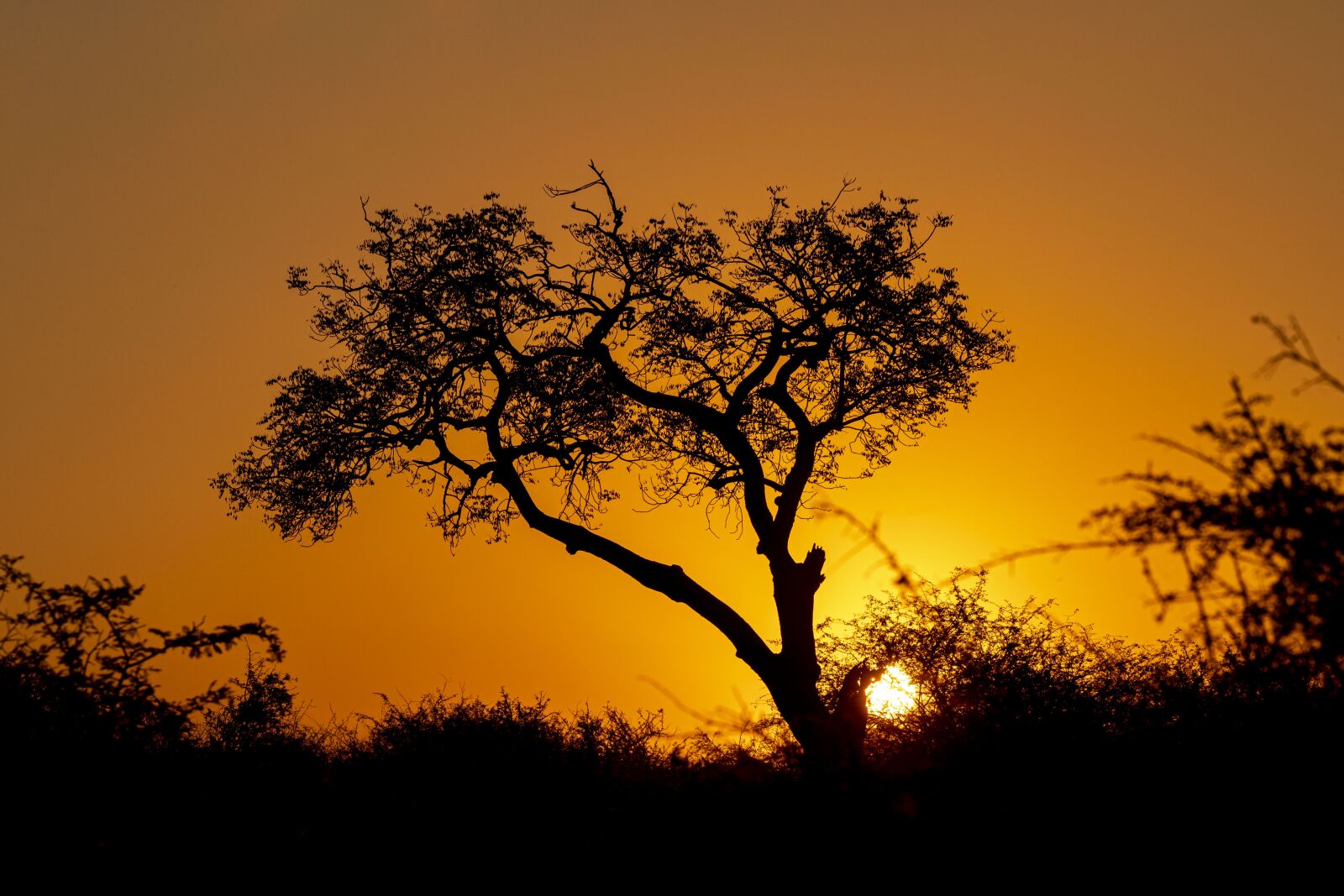 Canon EOS-1D X Mark II + Canon EF 100-400mm F4.5-5.6L IS II USM sample photo. Africa, sunset, nature photography