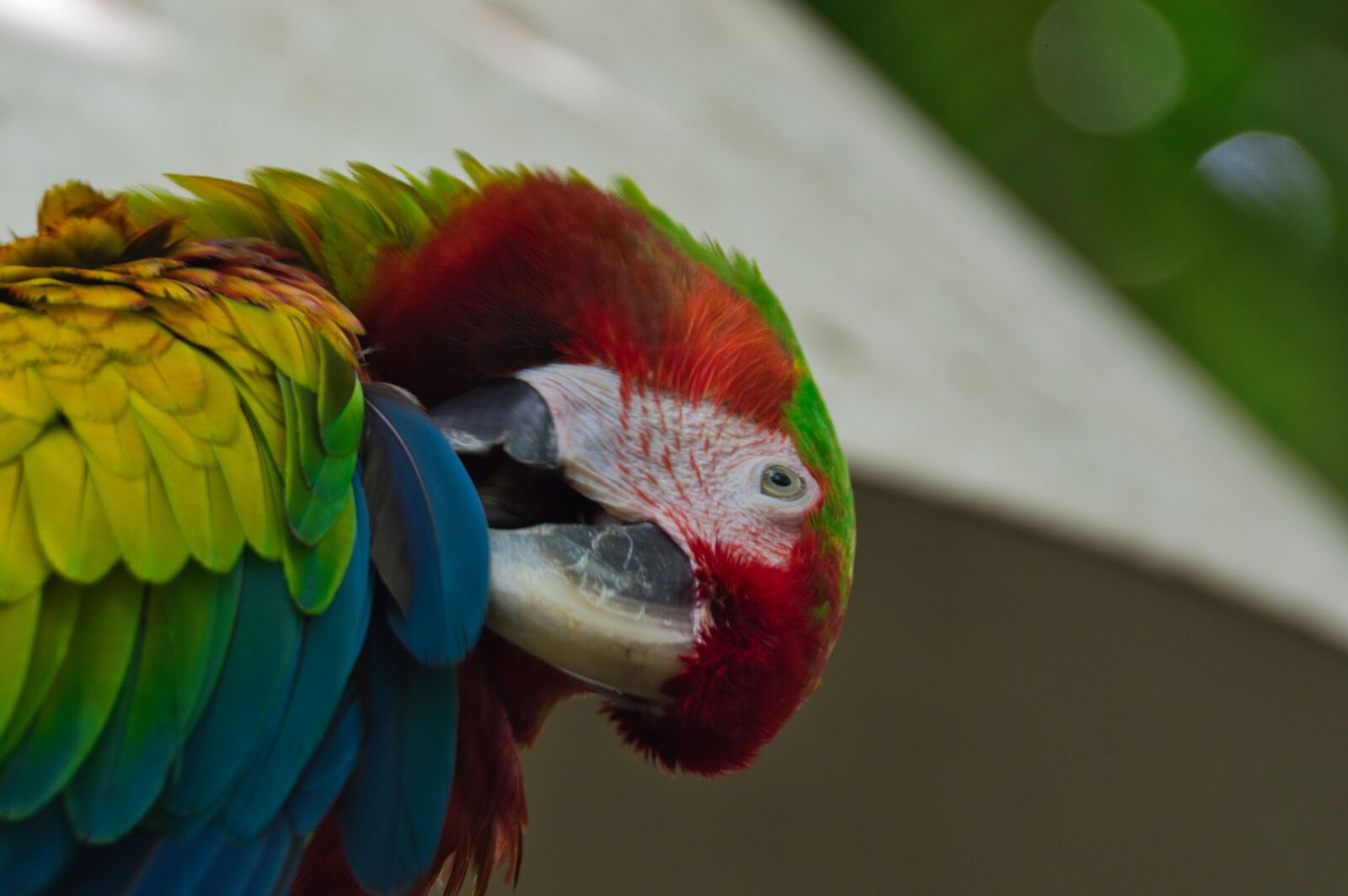 Nikon D3200 sample photo. Parrot, bird, costa rica photography