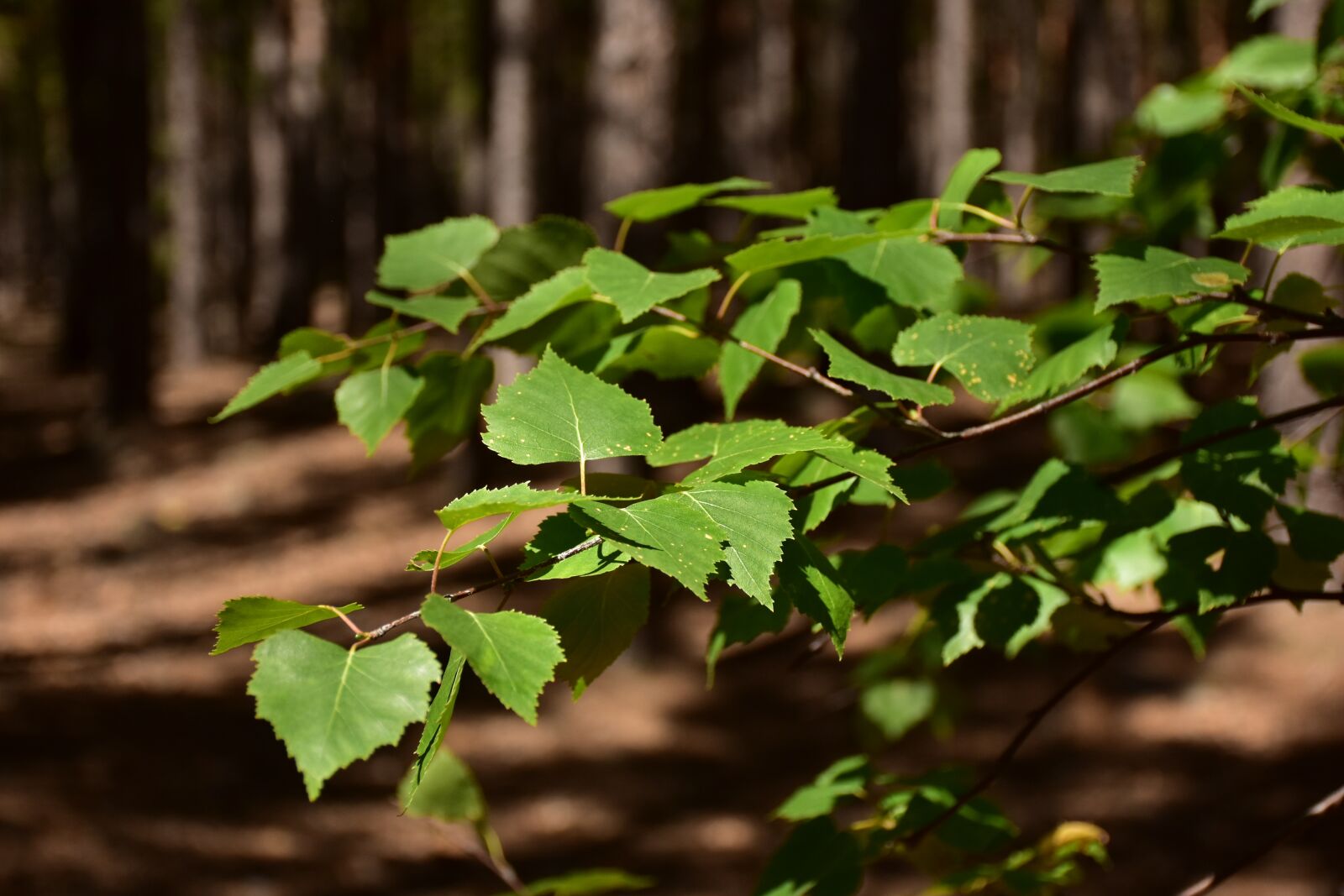 Nikon D7200 sample photo. Green, nature, grass photography