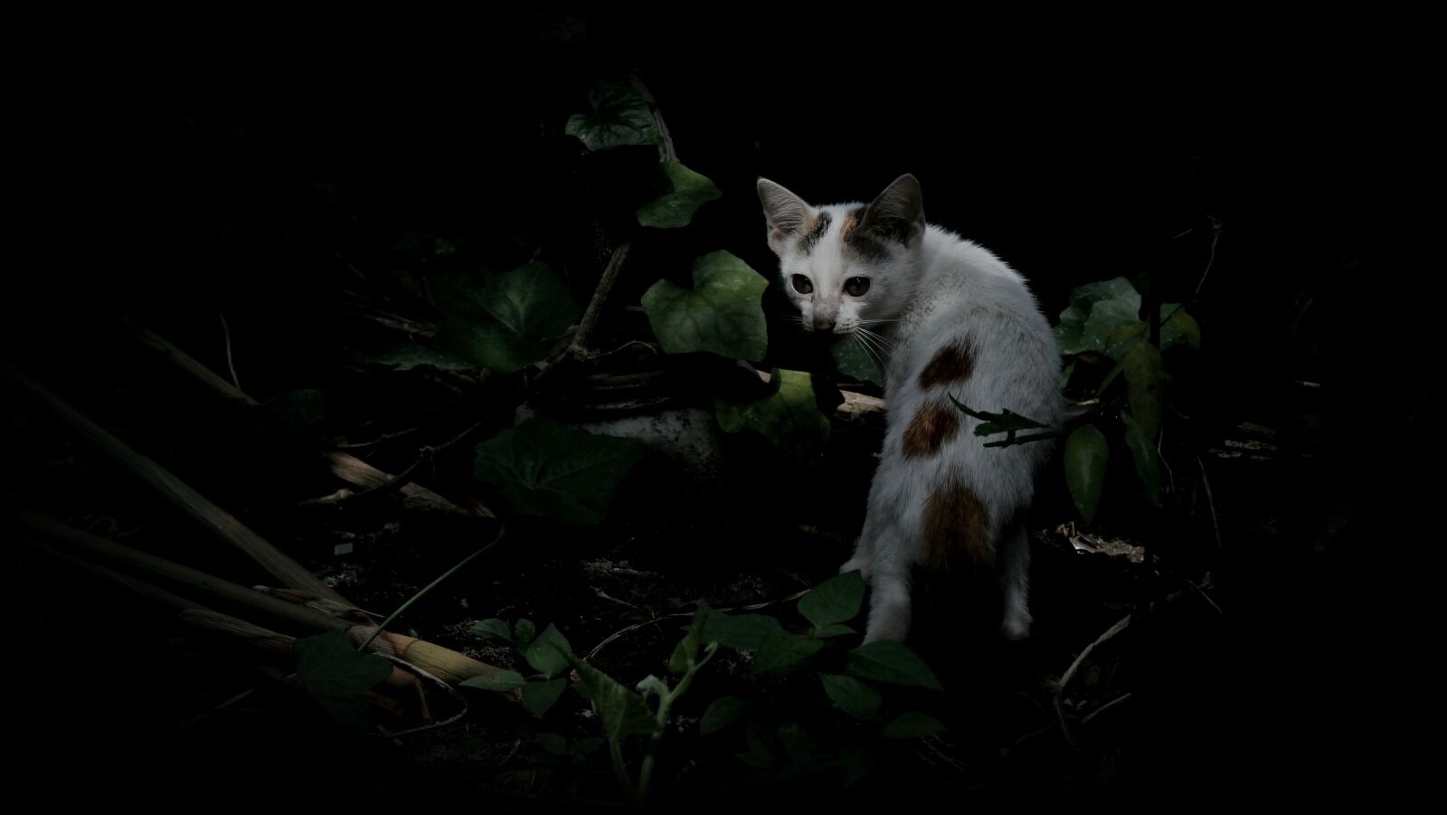 Canon EOS 1300D (EOS Rebel T6 / EOS Kiss X80) sample photo. Cat, animals, portrait photography