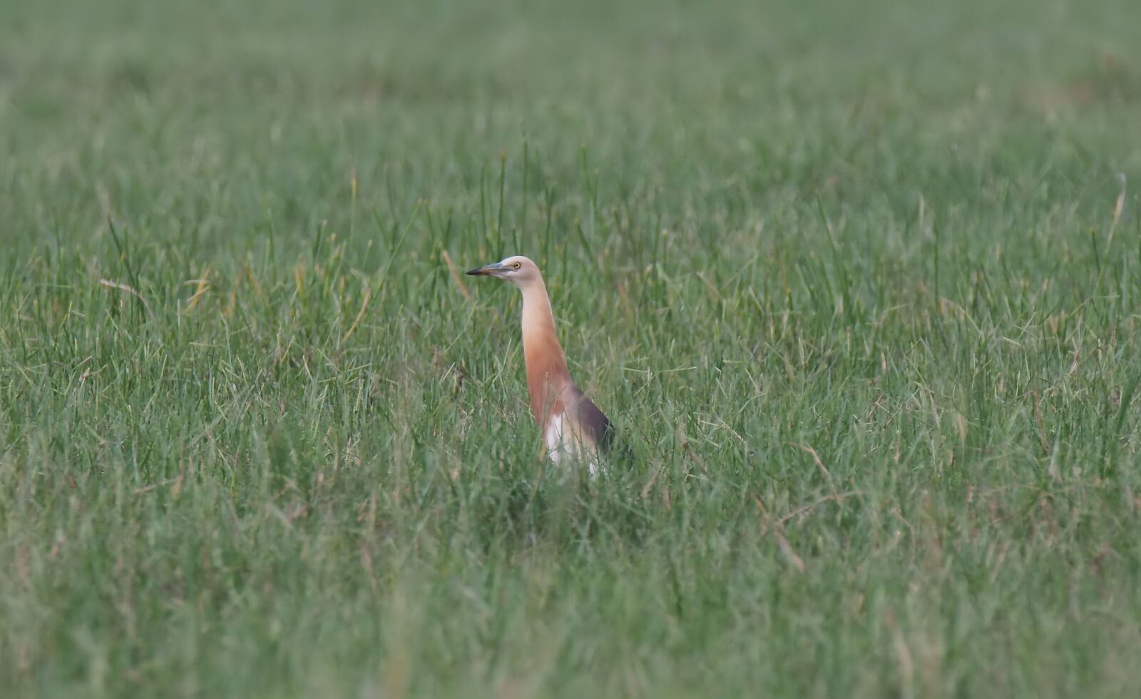 Olympus OM-D E-M1 sample photo. Bird, wild, wildlife photography