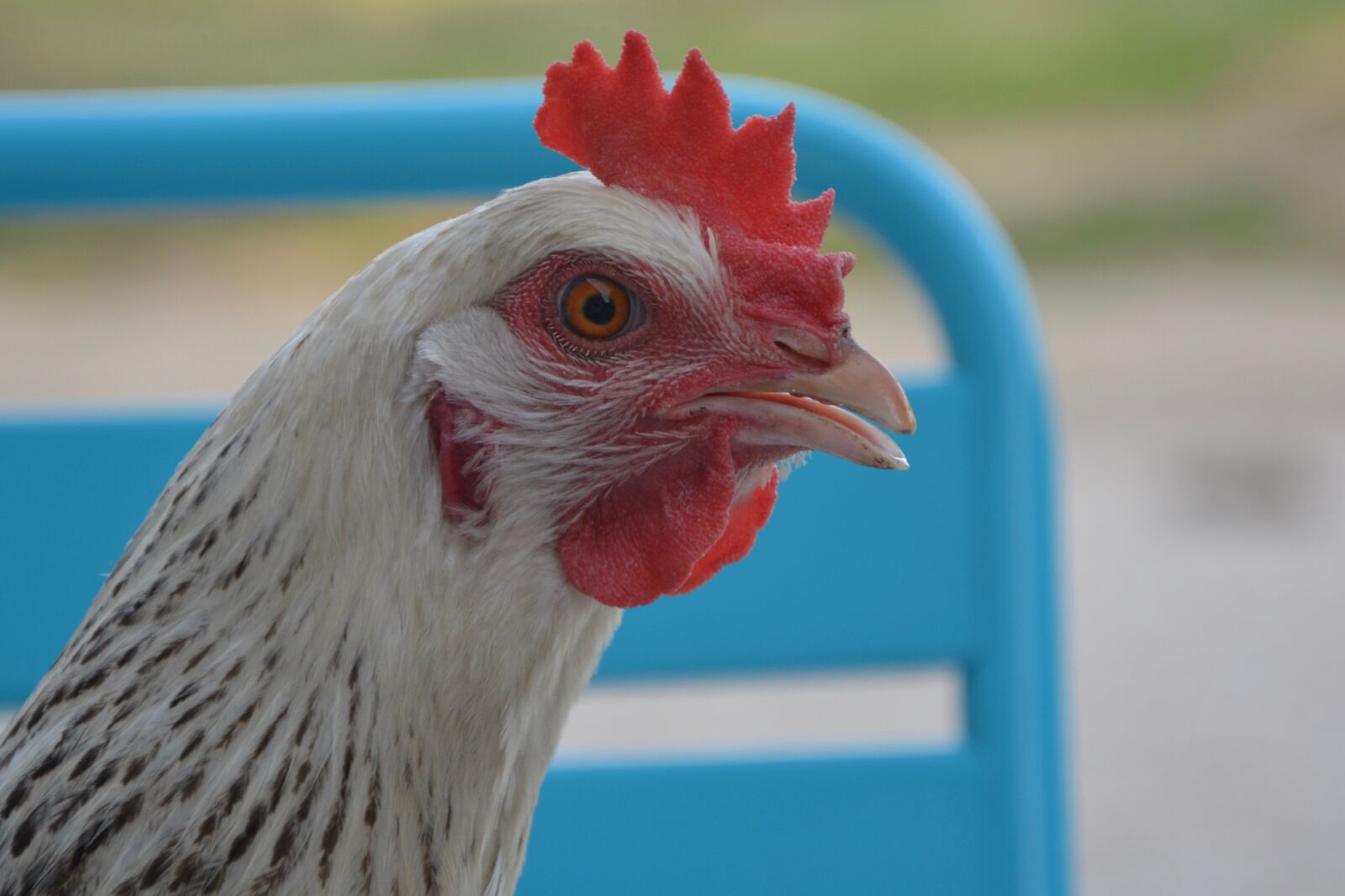 Nikon D5200 sample photo. Hen, white, low course photography