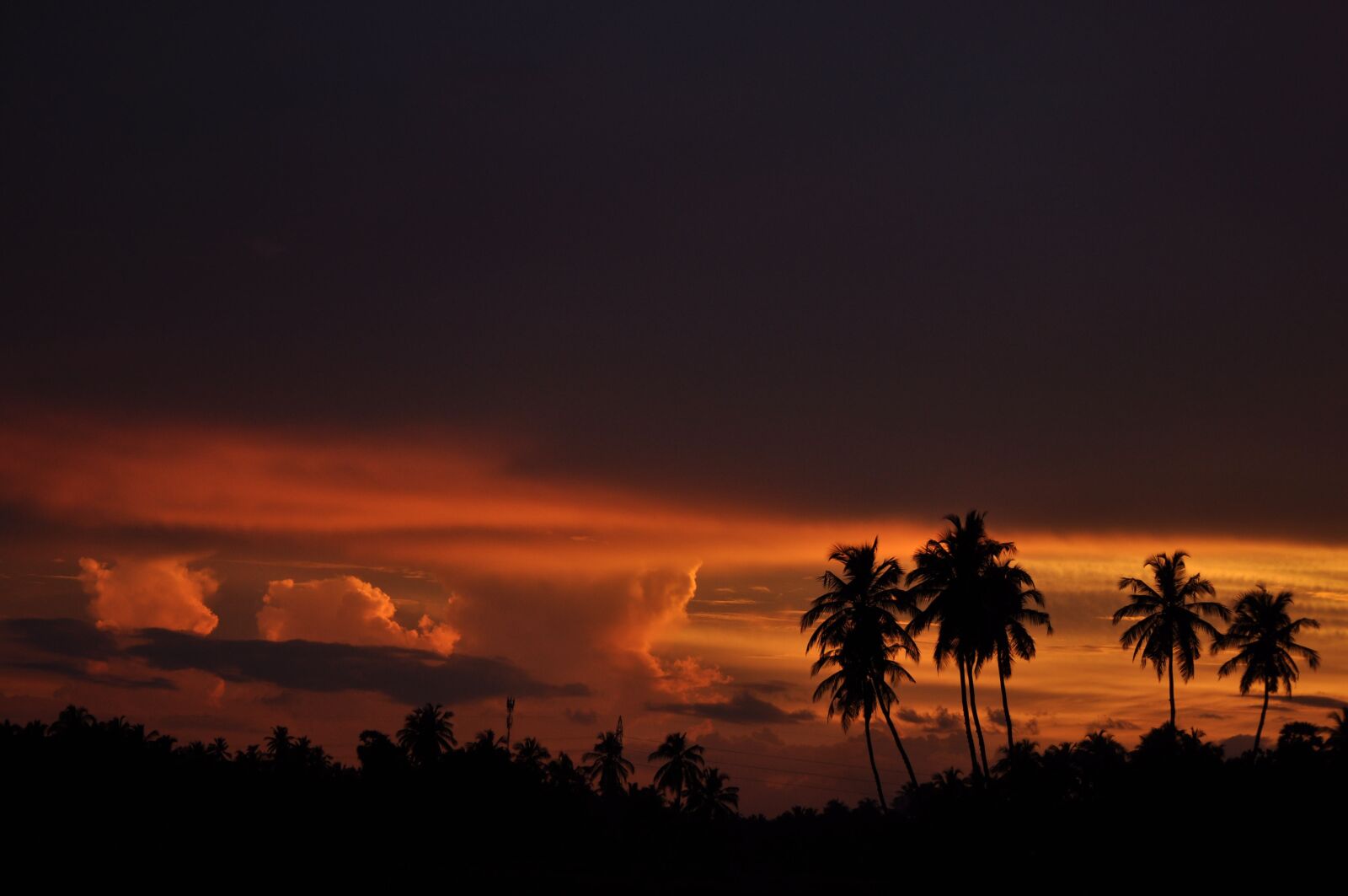 Nikon D90 sample photo. Sunset, evening, coconut trees photography