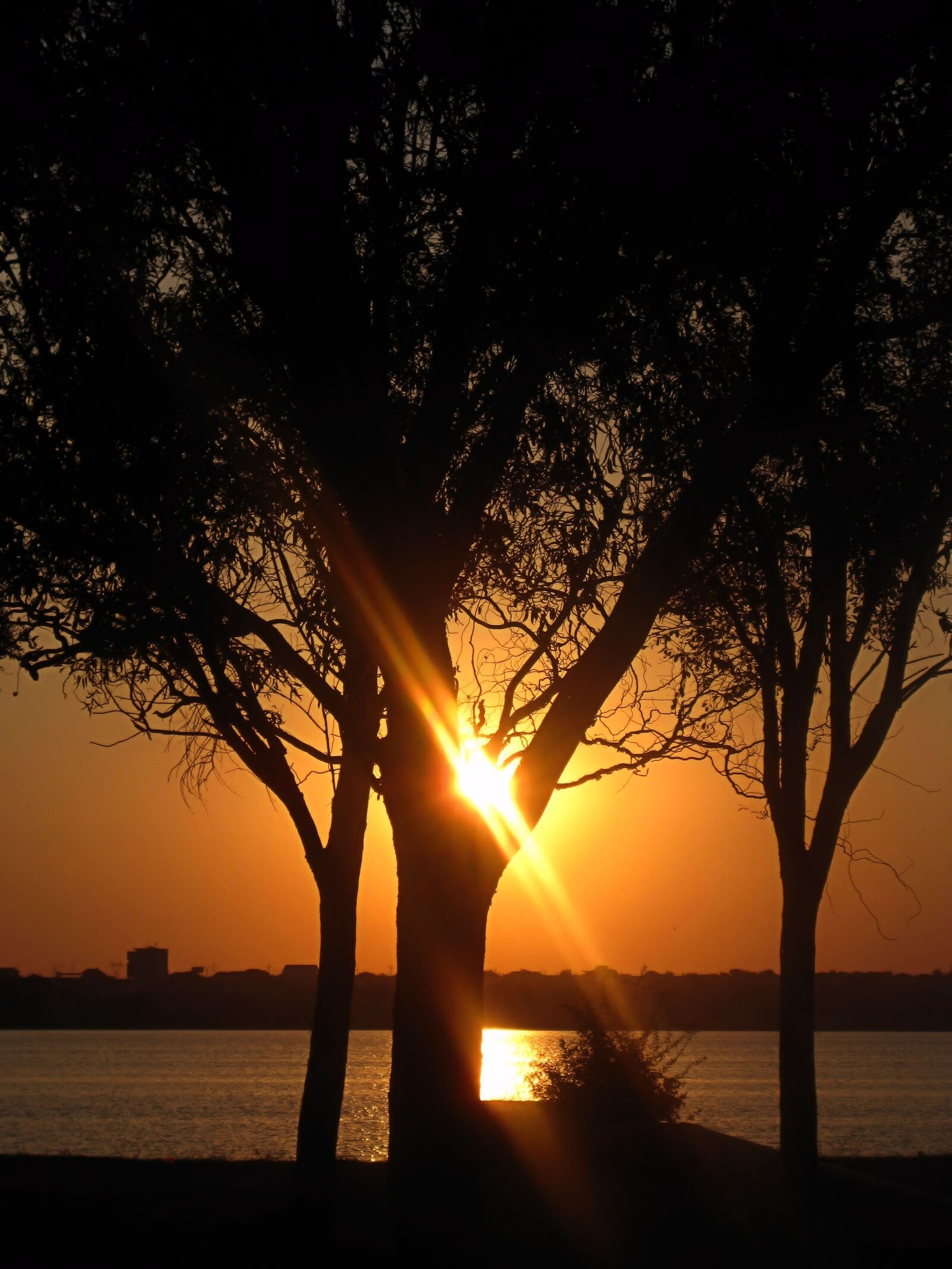 Canon PowerShot SD1100 IS (Digital IXUS 80 IS / IXY Digital 20 IS) sample photo. Sunset, tree, radius photography