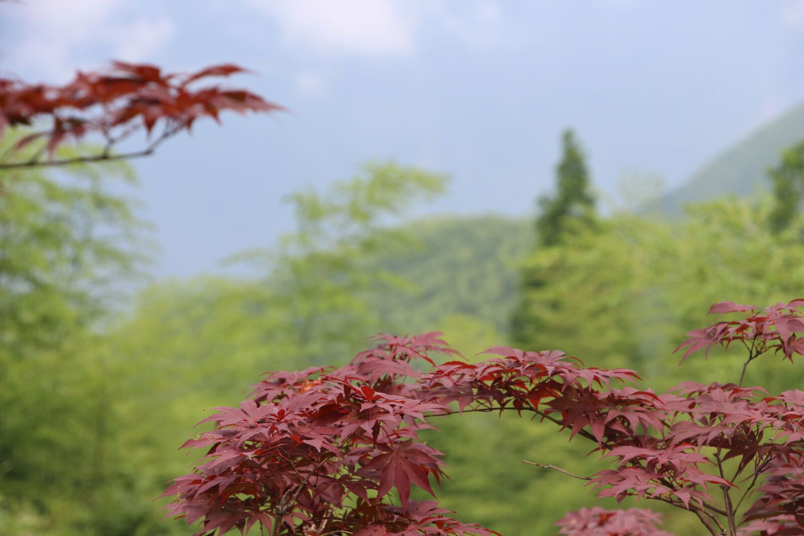 Canon EOS 700D (EOS Rebel T5i / EOS Kiss X7i) sample photo. Maple, red leaves, bamboo photography