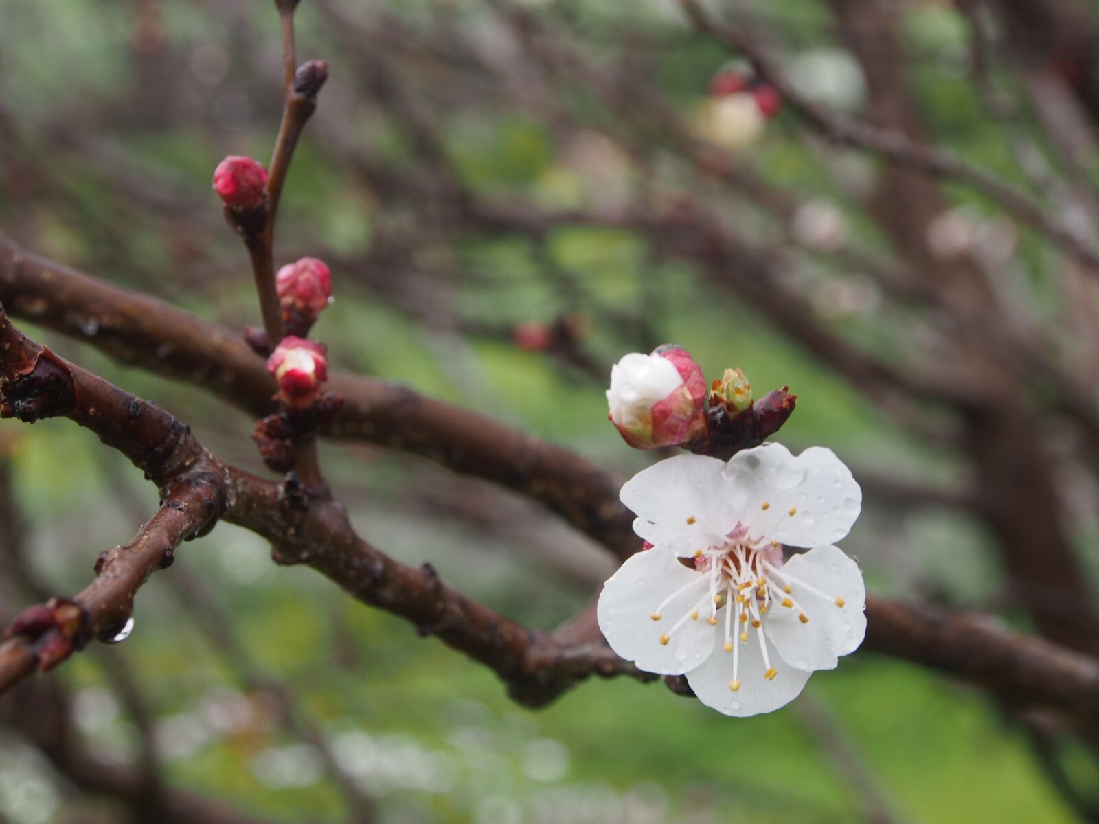 Olympus OM-D E-M5 sample photo. Flower, branch, blossom photography