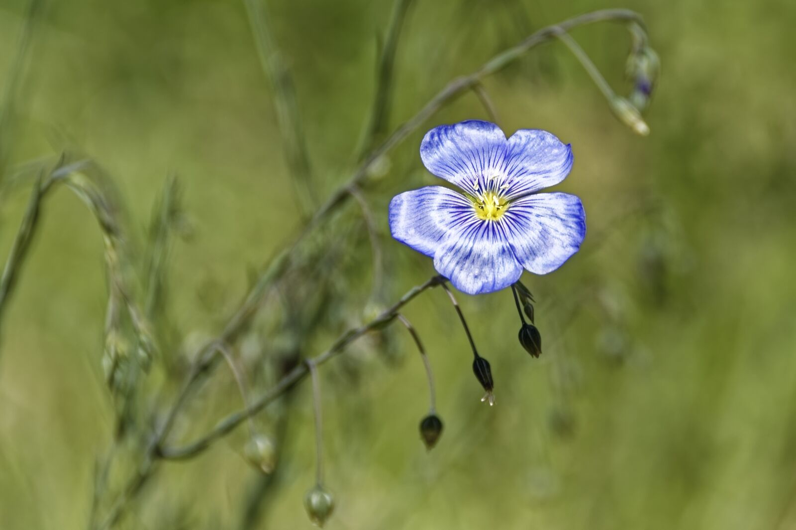 Nikon D500 sample photo. Flower, blossom, bloom photography