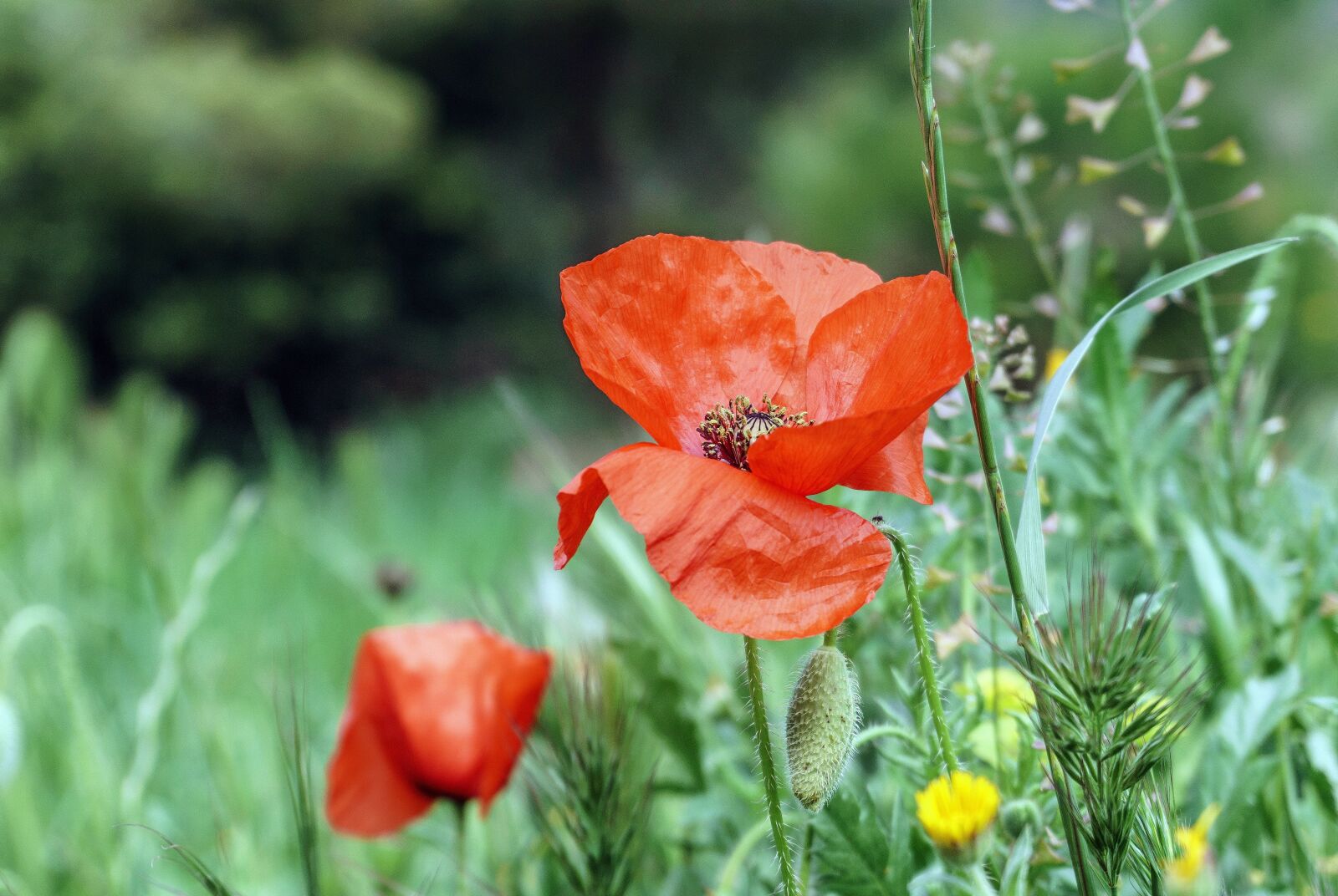 Sony a6000 sample photo. Poppy, flowers, red photography