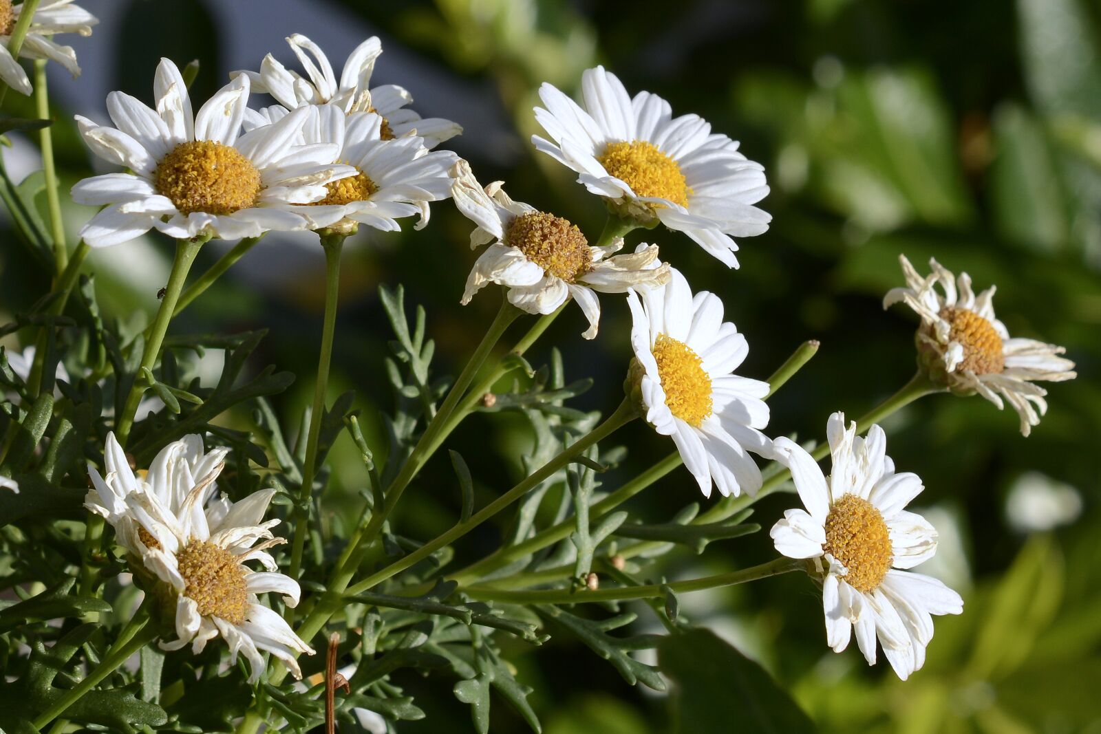 Nikon D7100 sample photo. Daisies, flowers, white photography