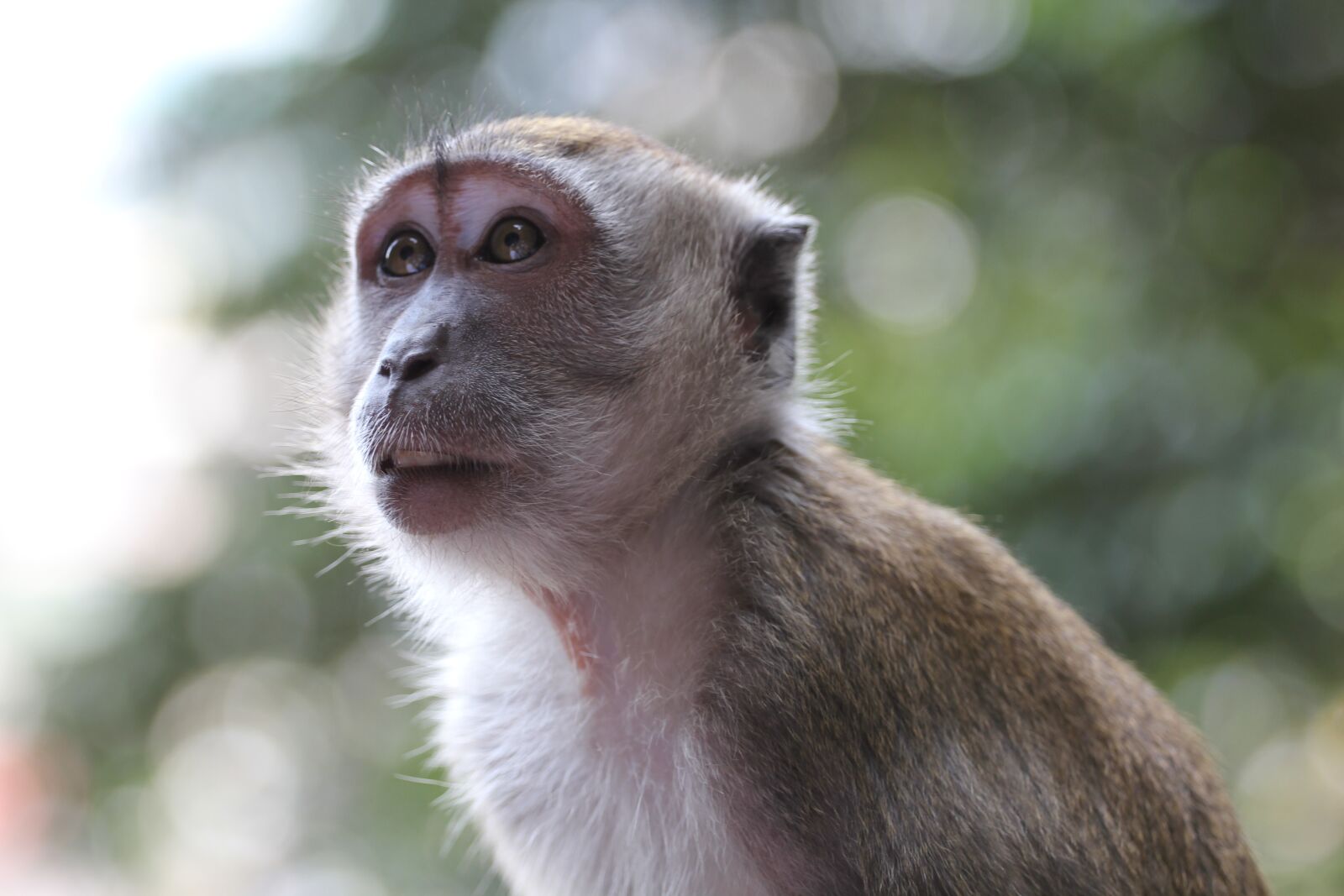 Canon EOS 550D (EOS Rebel T2i / EOS Kiss X4) sample photo. Monkey, animals, wild photography