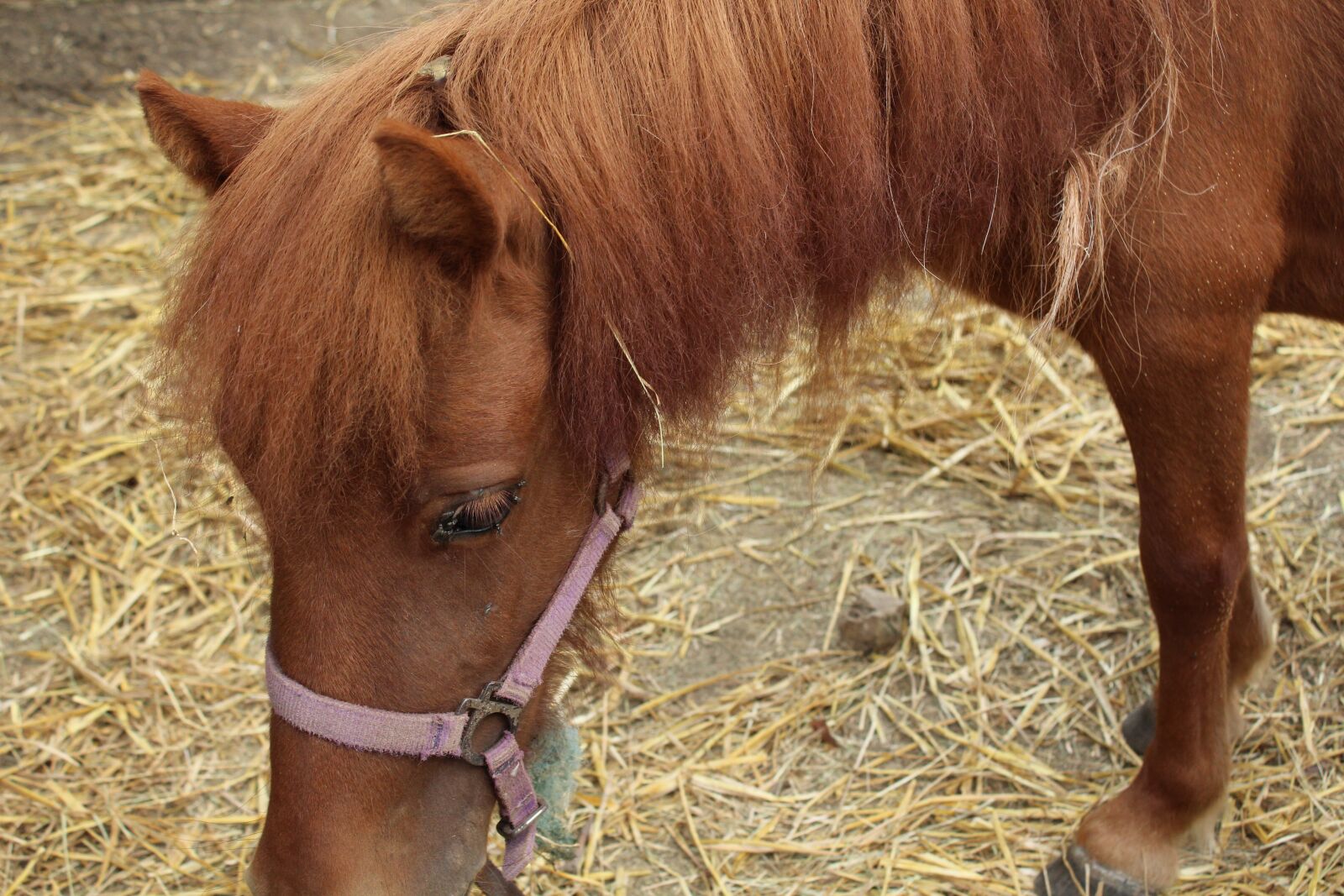 Canon EOS 1200D (EOS Rebel T5 / EOS Kiss X70 / EOS Hi) sample photo. Horse, straw, mane photography