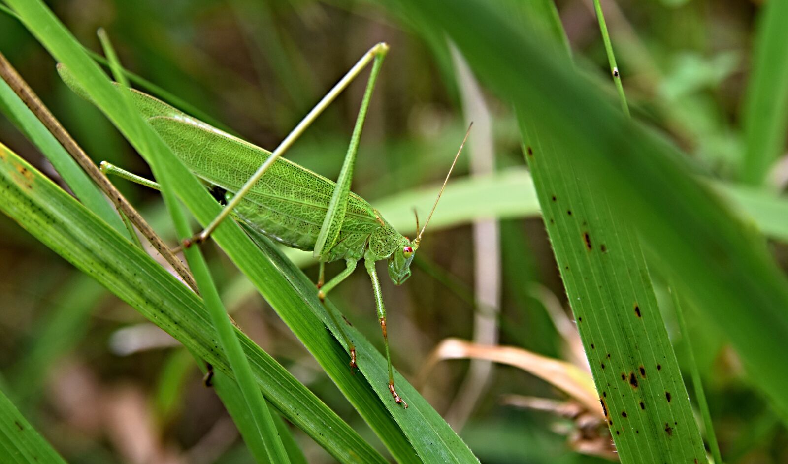 Nikon D5300 sample photo. Grasshopper, l ny horse photography