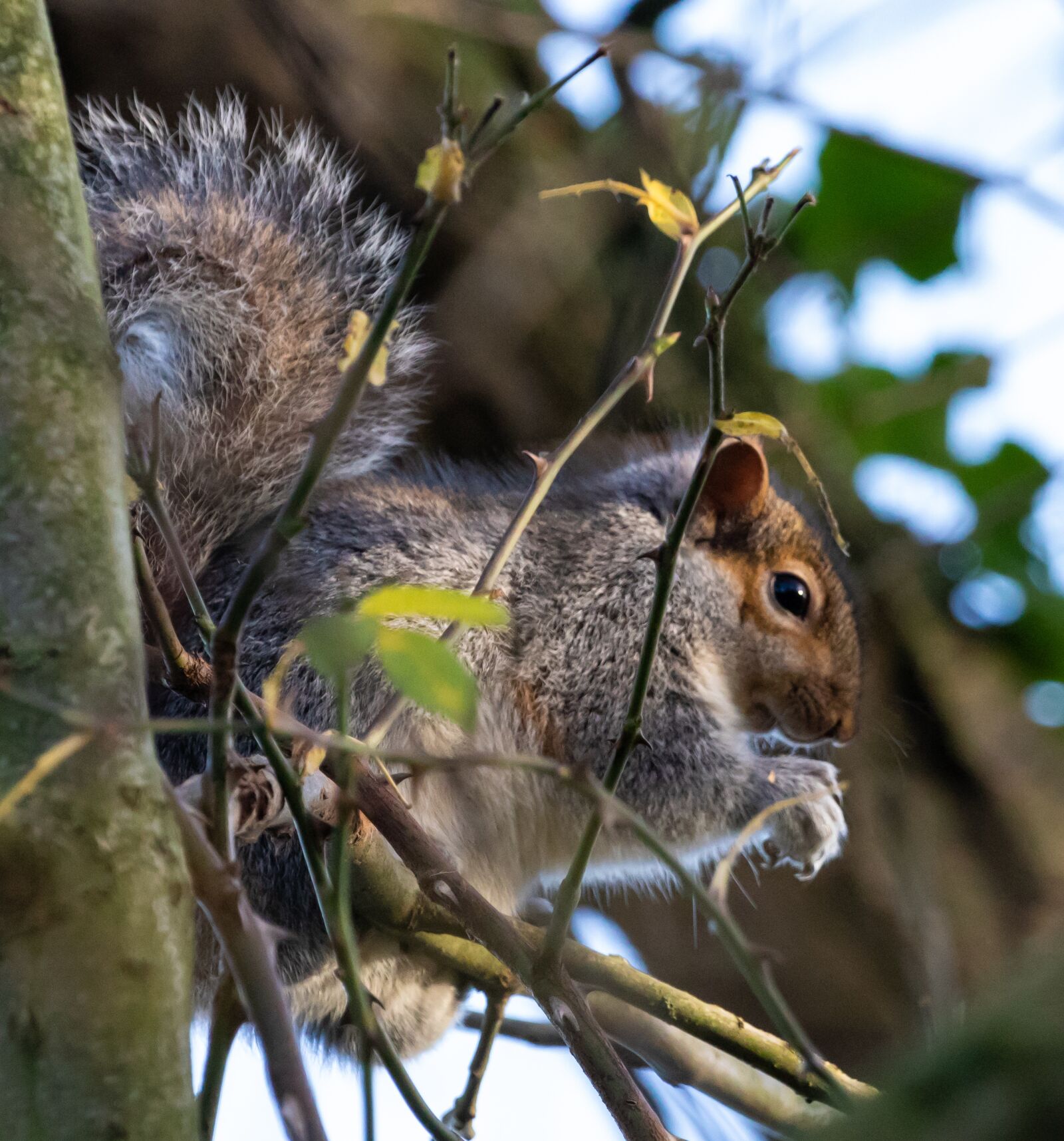 Canon EOS 7D Mark II sample photo. Grey squirrel, squirrel watching photography