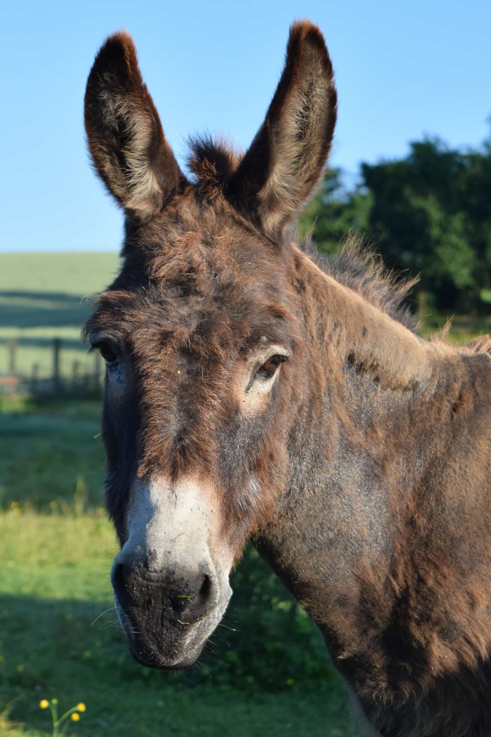 Nikon D3300 sample photo. Animal, brown, donkey, grass photography