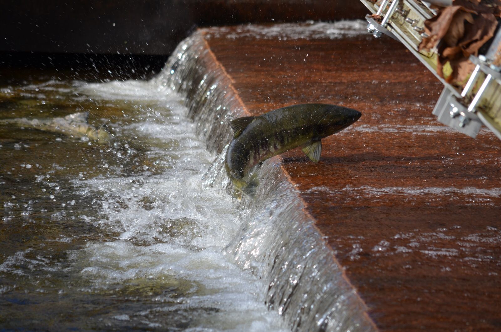 Nikon D5100 sample photo. Salmon, spawning, jumping photography