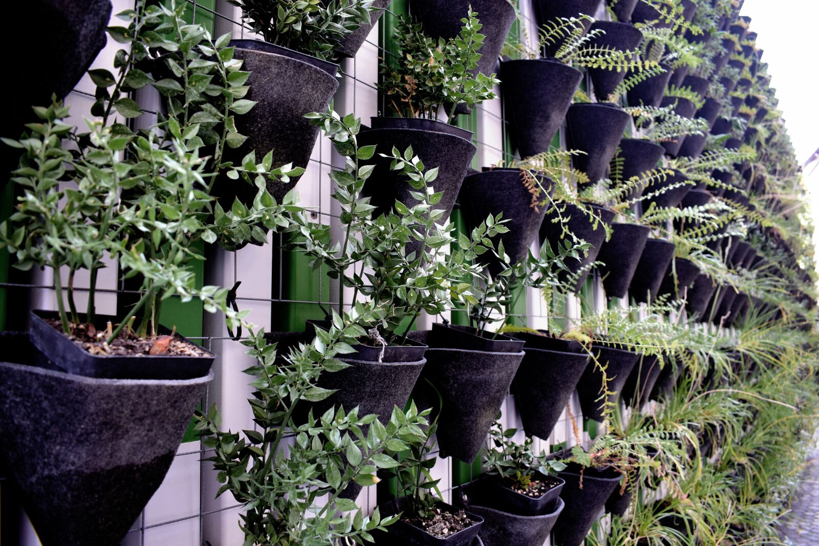 Nikon D3300 sample photo. Plant, plant wall, green photography