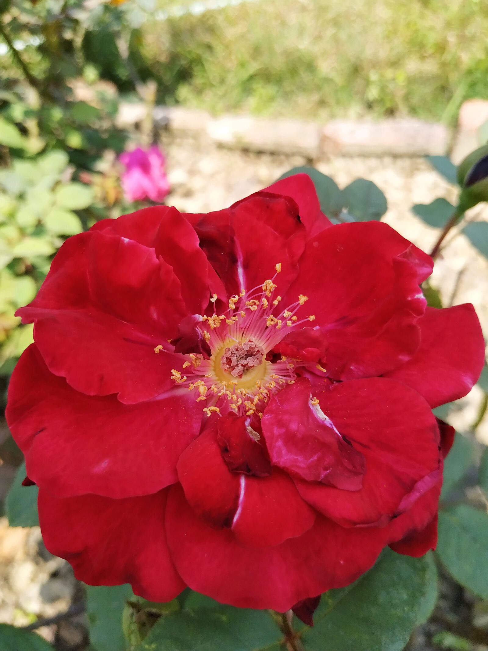 Xiaomi Redmi Note 6 Pro sample photo. Rose, plant, background photography