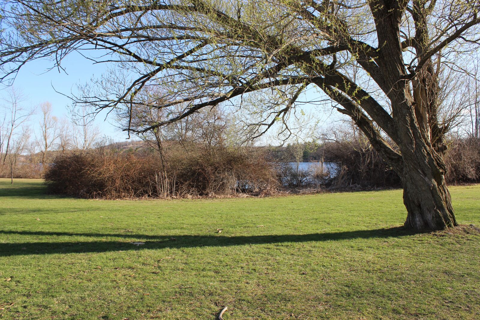 Canon EOS 600D (Rebel EOS T3i / EOS Kiss X5) sample photo. Grass, tree, landscape photography