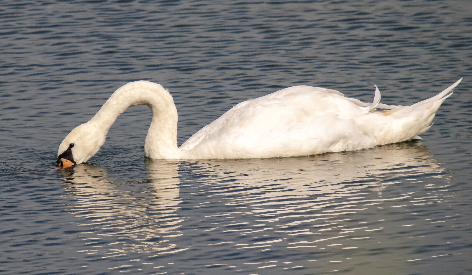 Olympus E-3 sample photo. Swan, mute swan, bird photography