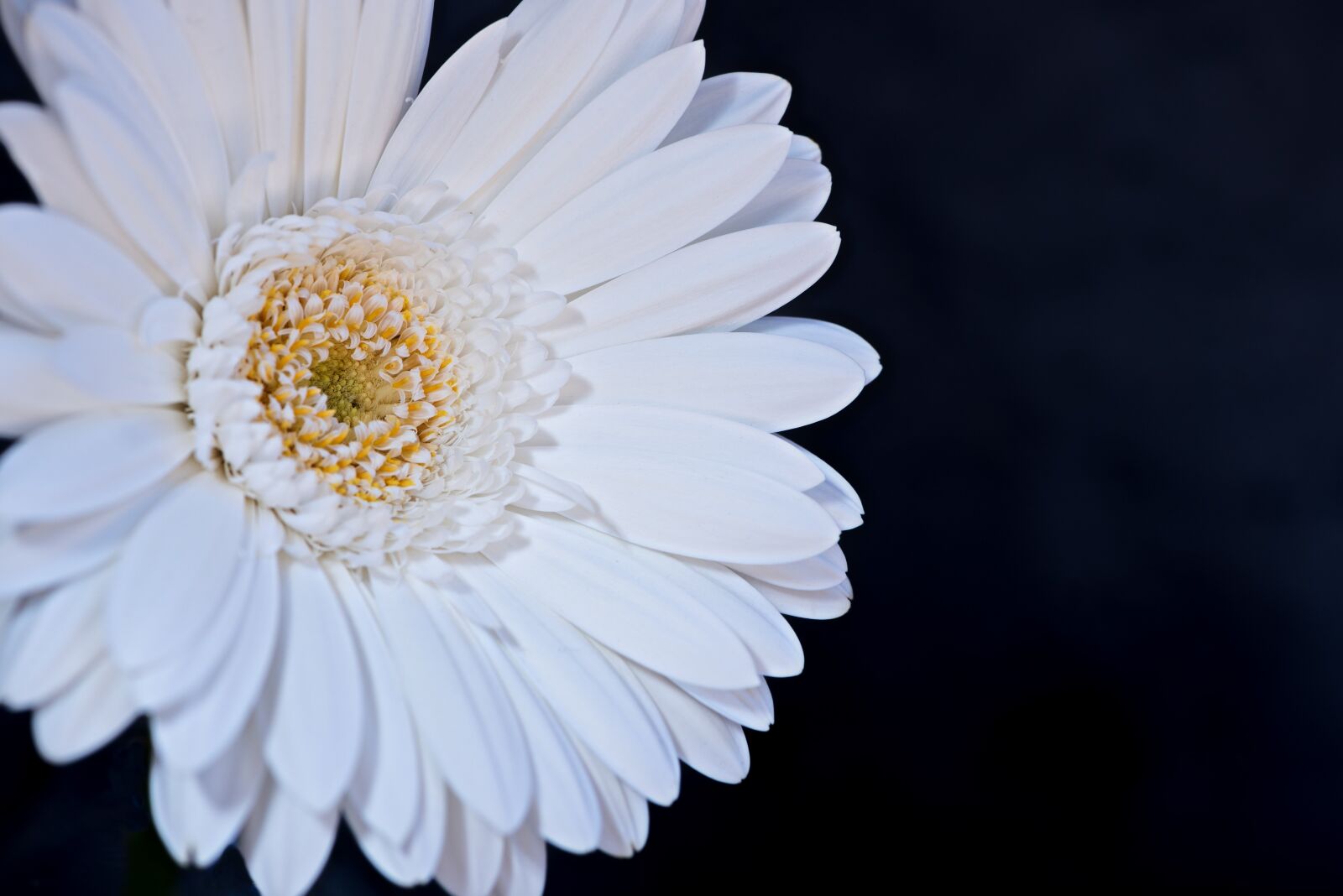 Nikon D750 sample photo. Gerbera, flower, blossom photography