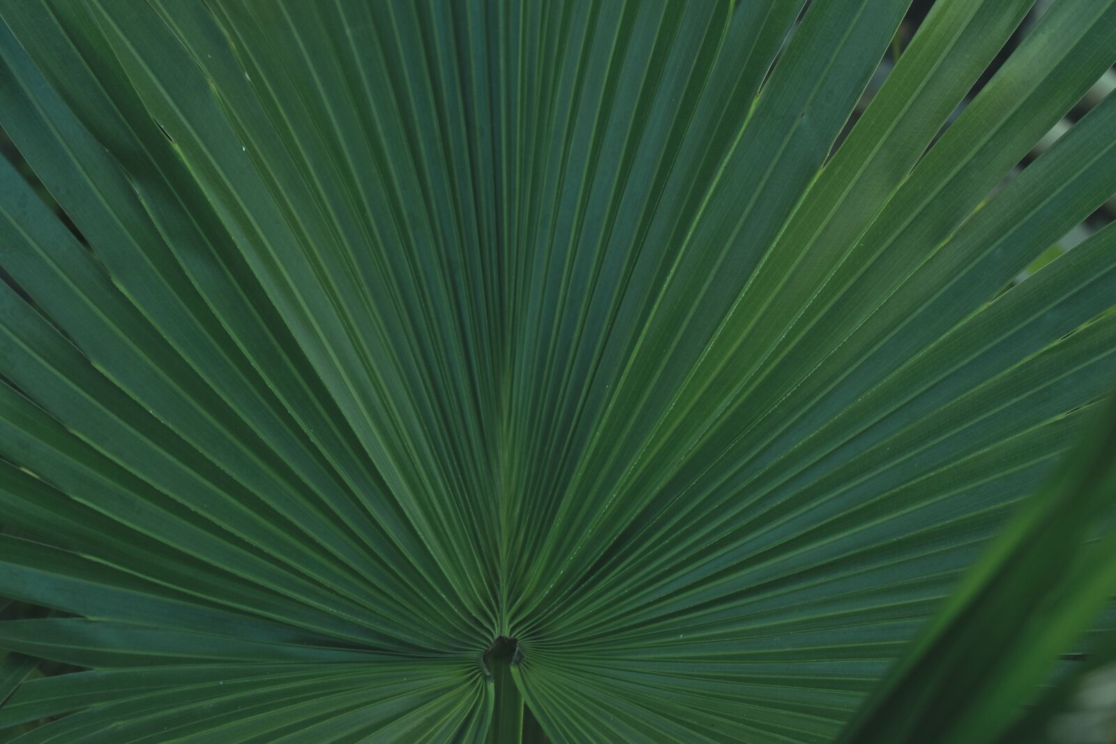 Nikon D5600 sample photo. Jungle drum leaf, areca photography