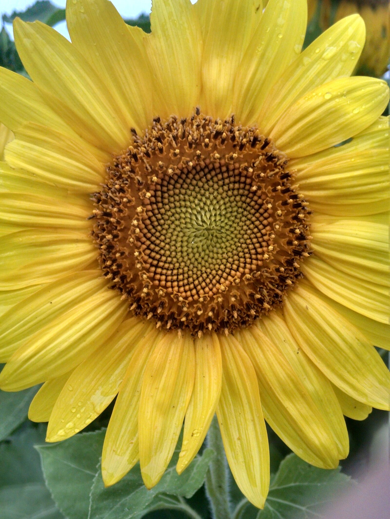Motorola XT1080 sample photo. Sunflower, close-up, yellow photography