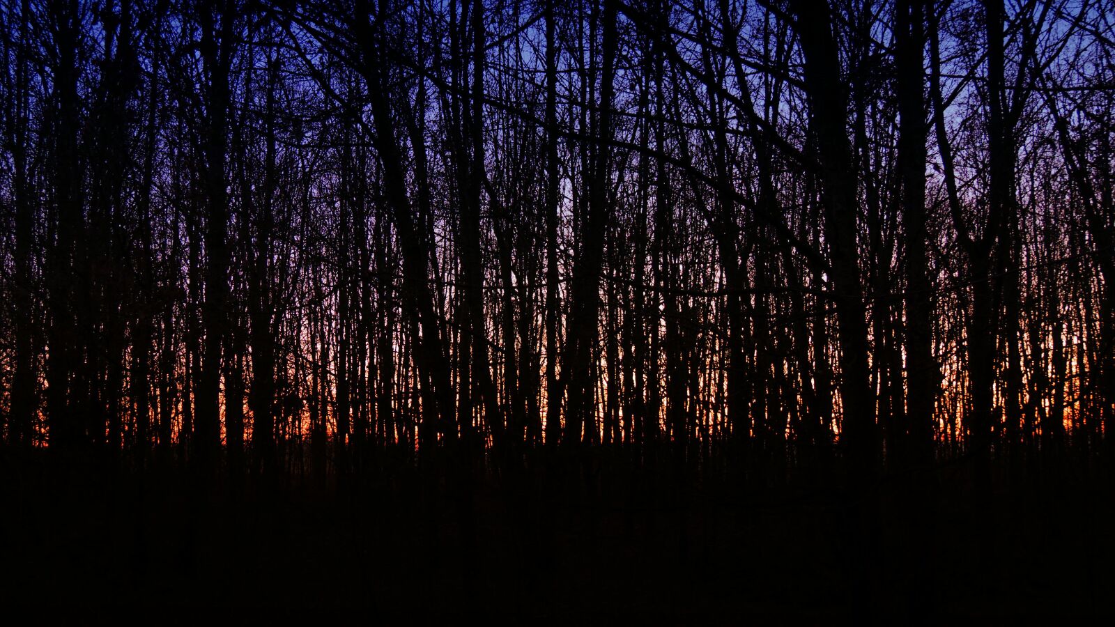 Panasonic DMC-G81 sample photo. Dark, forest, sunset photography