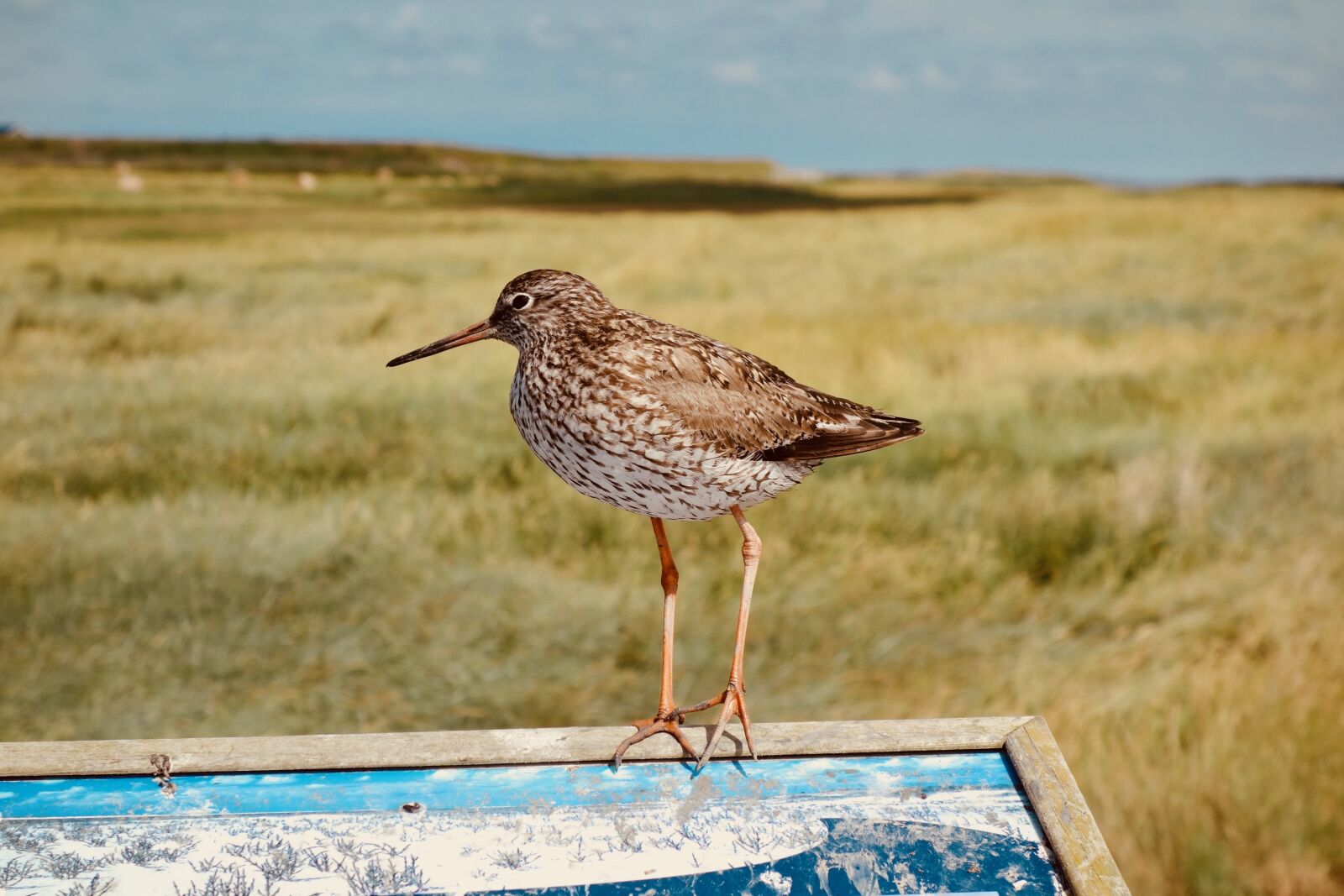 Sony Cyber-shot DSC-RX100 sample photo. Bird, nature, animal world photography