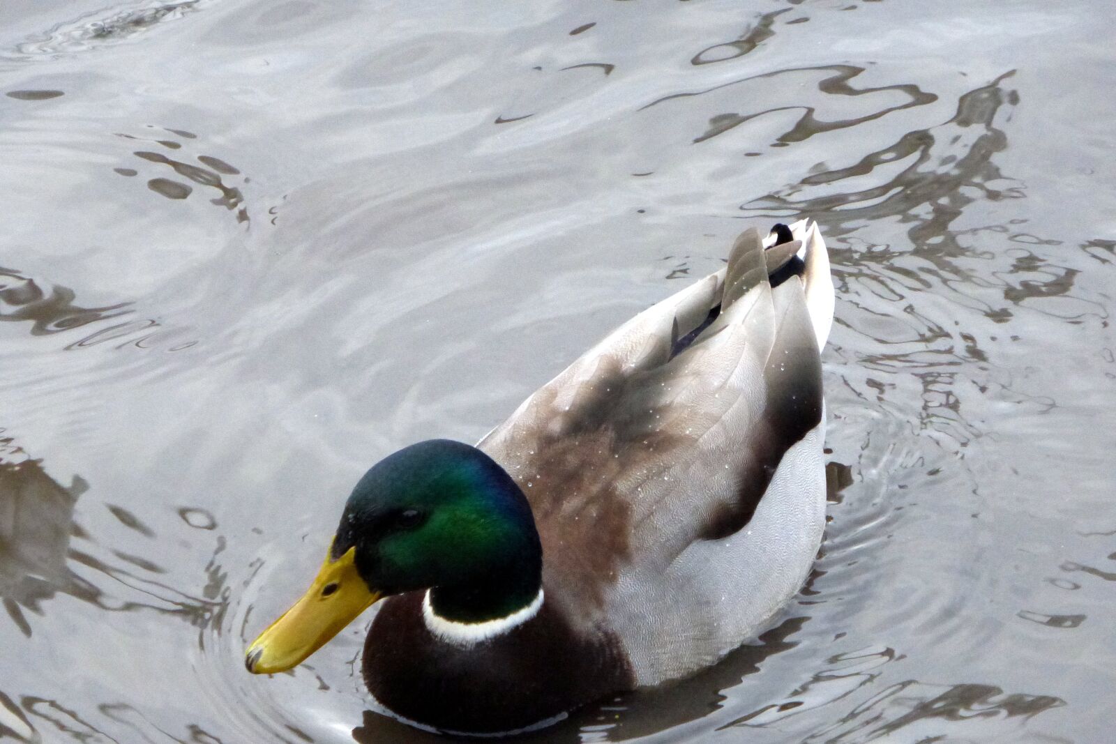 Panasonic Lumix DMC-ZS25 (Lumix DMC-TZ35) sample photo. Duck, bird, river photography