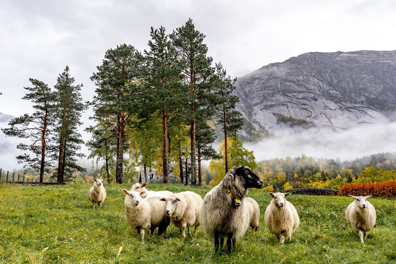 Sony FE 24-105mm F4 G OSS sample photo. Sheep, mountains, norway photography