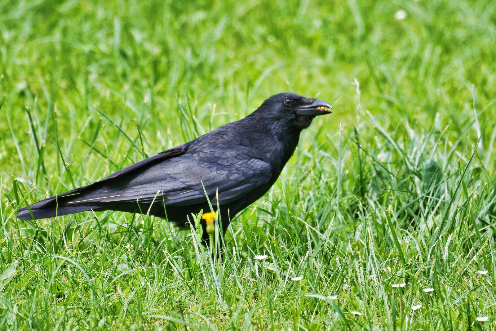 Nikon D5300 sample photo. Raven, bird, nature photography