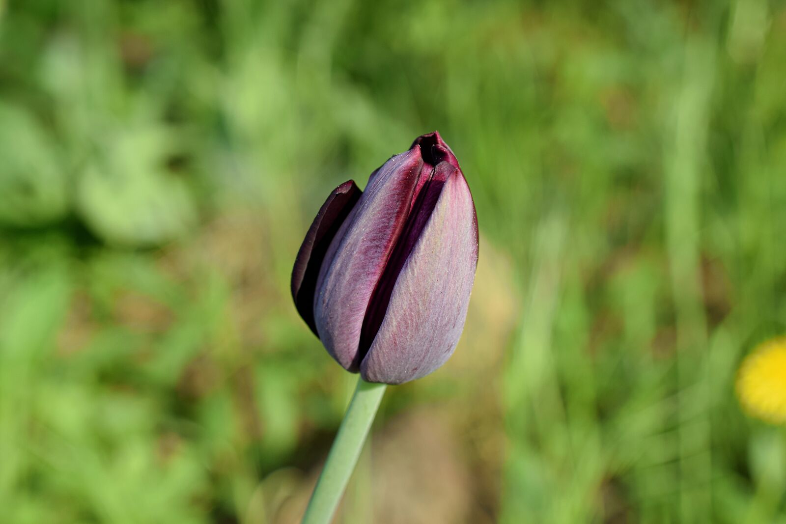 Nikon D5300 sample photo. Purple tulip, tulips, flower photography