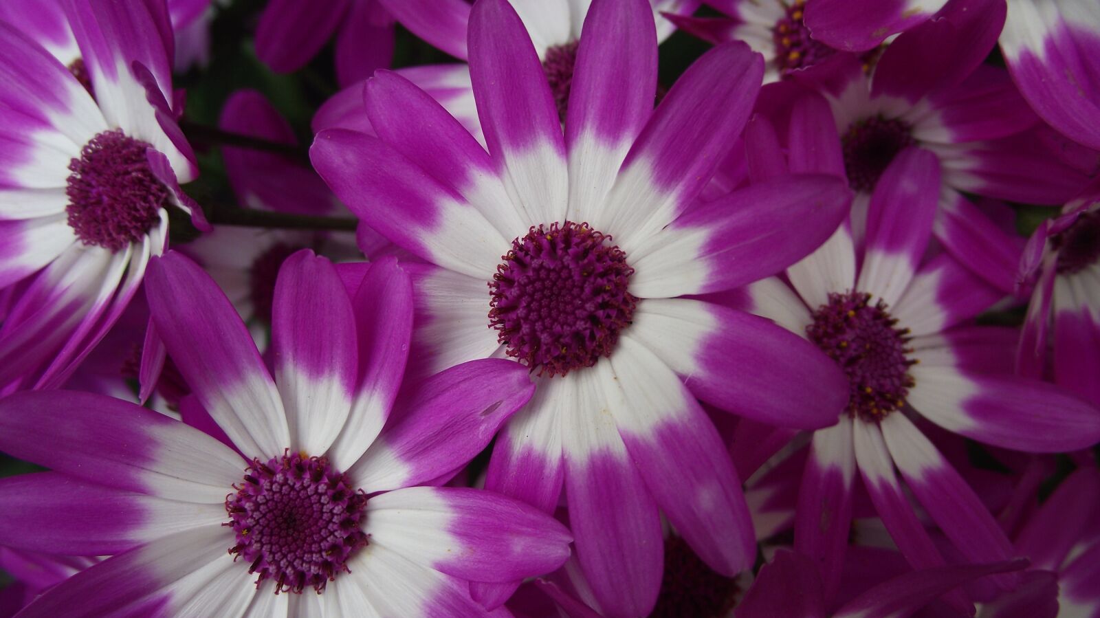 Fujifilm FinePix S1700 sample photo. Flower, purple, spring photography