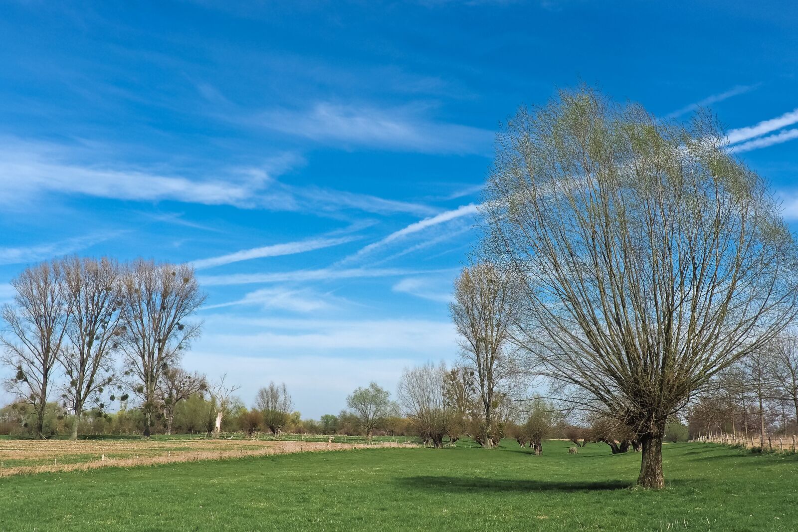 Olympus OM-D E-M10 sample photo. Landscape, meadowlands, trees photography