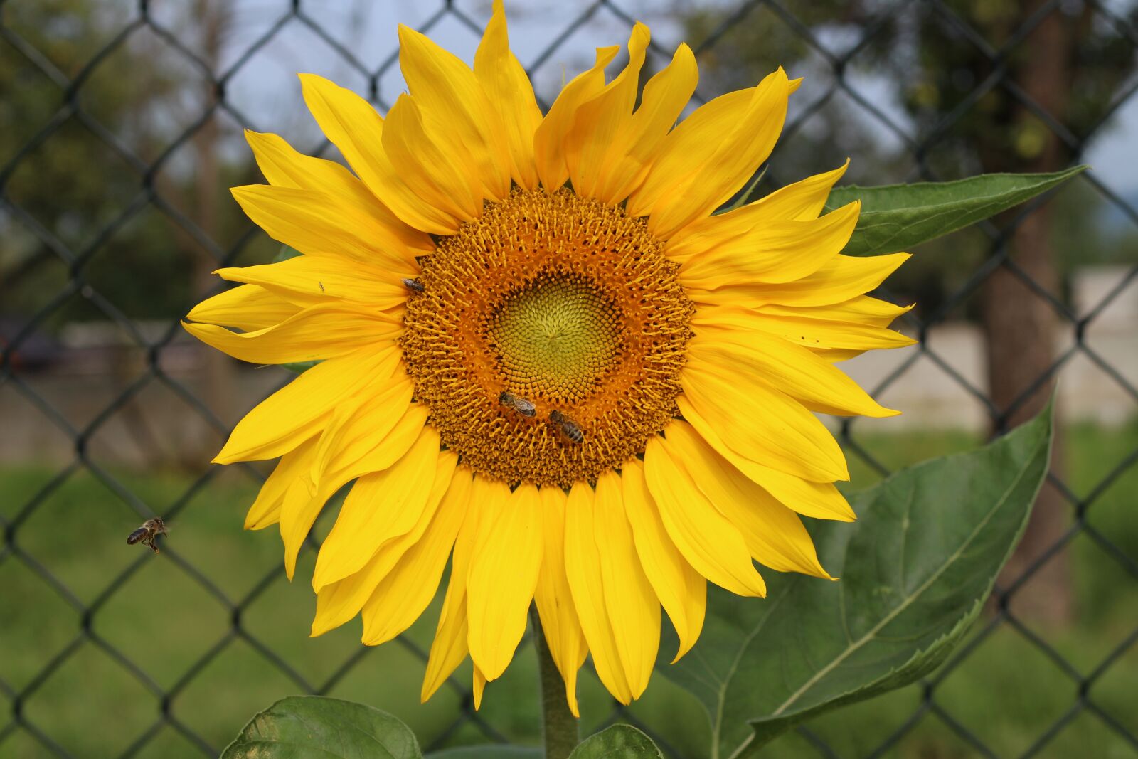 Canon EOS 700D (EOS Rebel T5i / EOS Kiss X7i) + Canon EF 50mm F1.8 STM sample photo. Sunflower, summer, bee photography