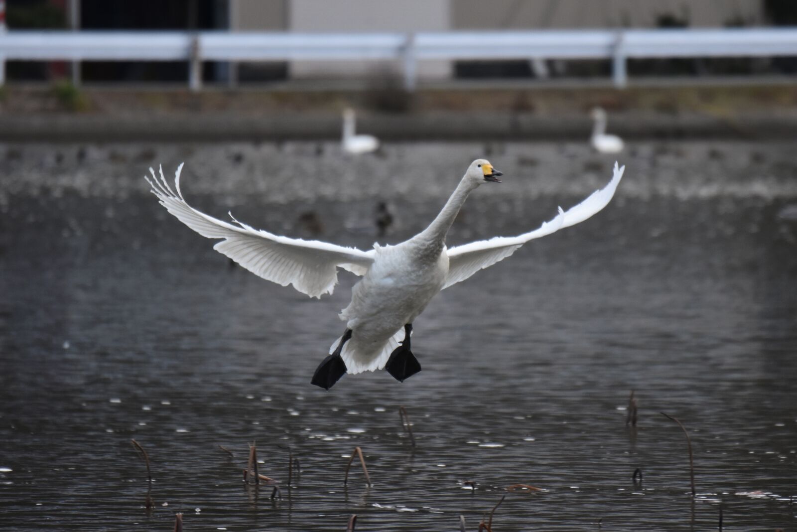 Nikon D7200 sample photo. Animal, lake, waterside photography