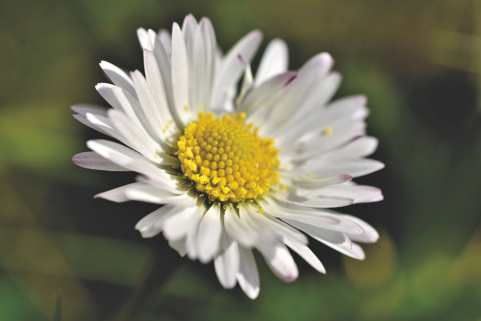 Nikon D7200 sample photo. Daisy, geese flower, spring photography