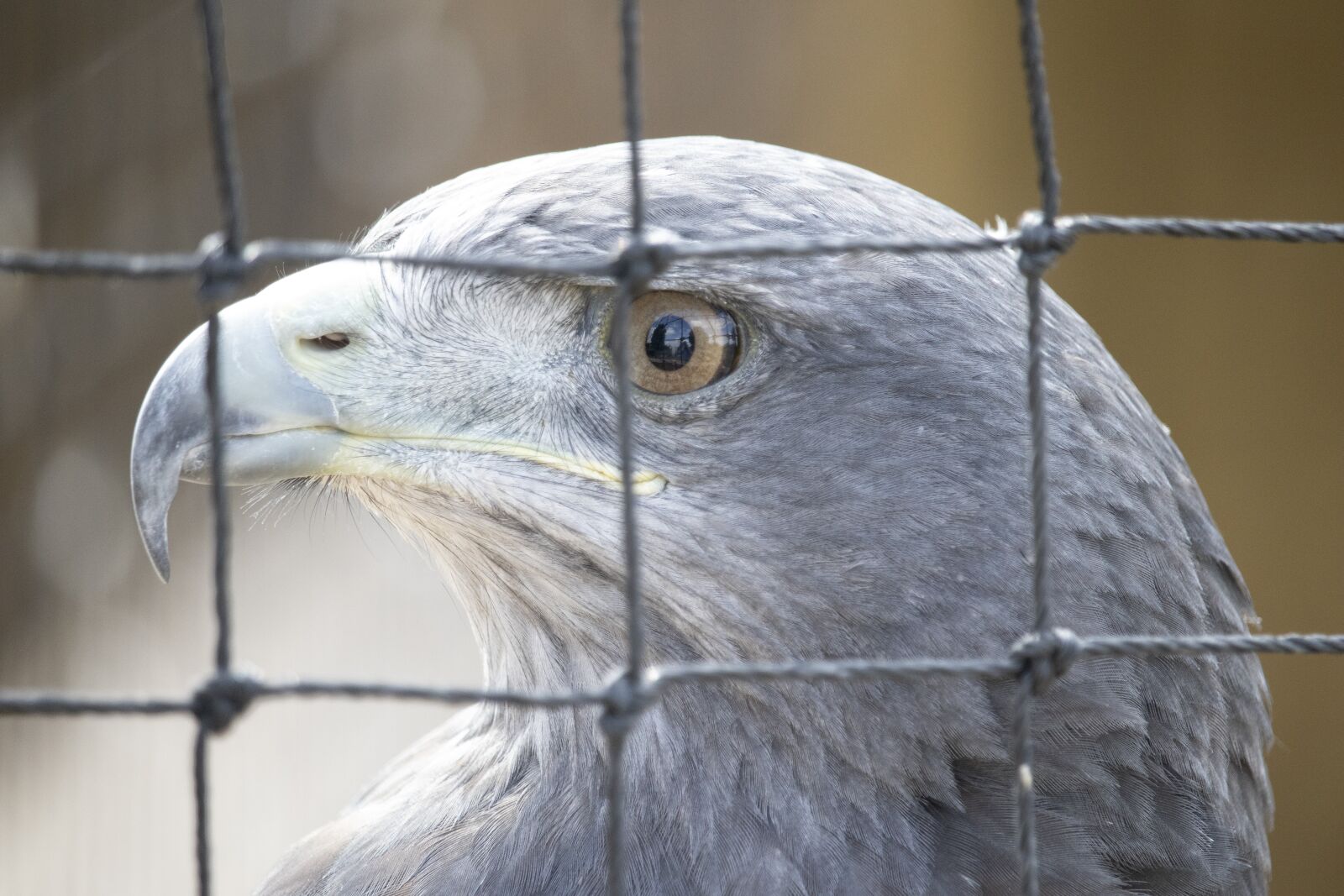 Canon EOS 77D (EOS 9000D / EOS 770D) sample photo. Raptor, bird of prey photography