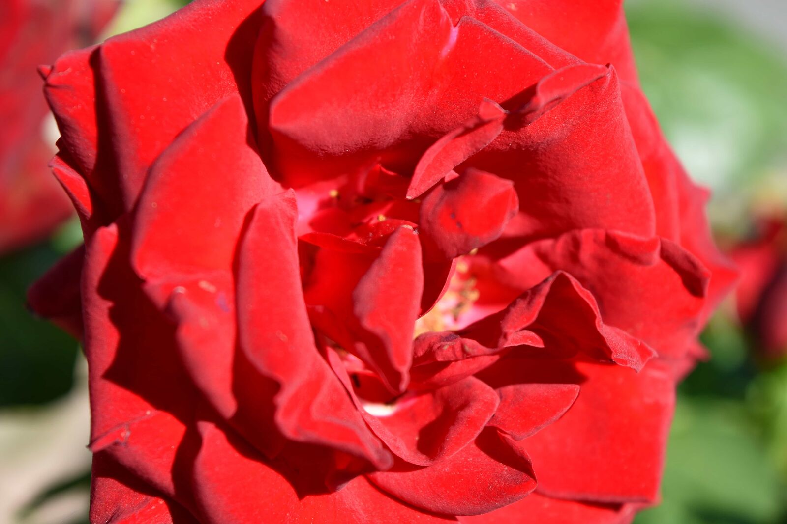 Nikon D5500 sample photo. Reddish, shrub, rose, flower photography
