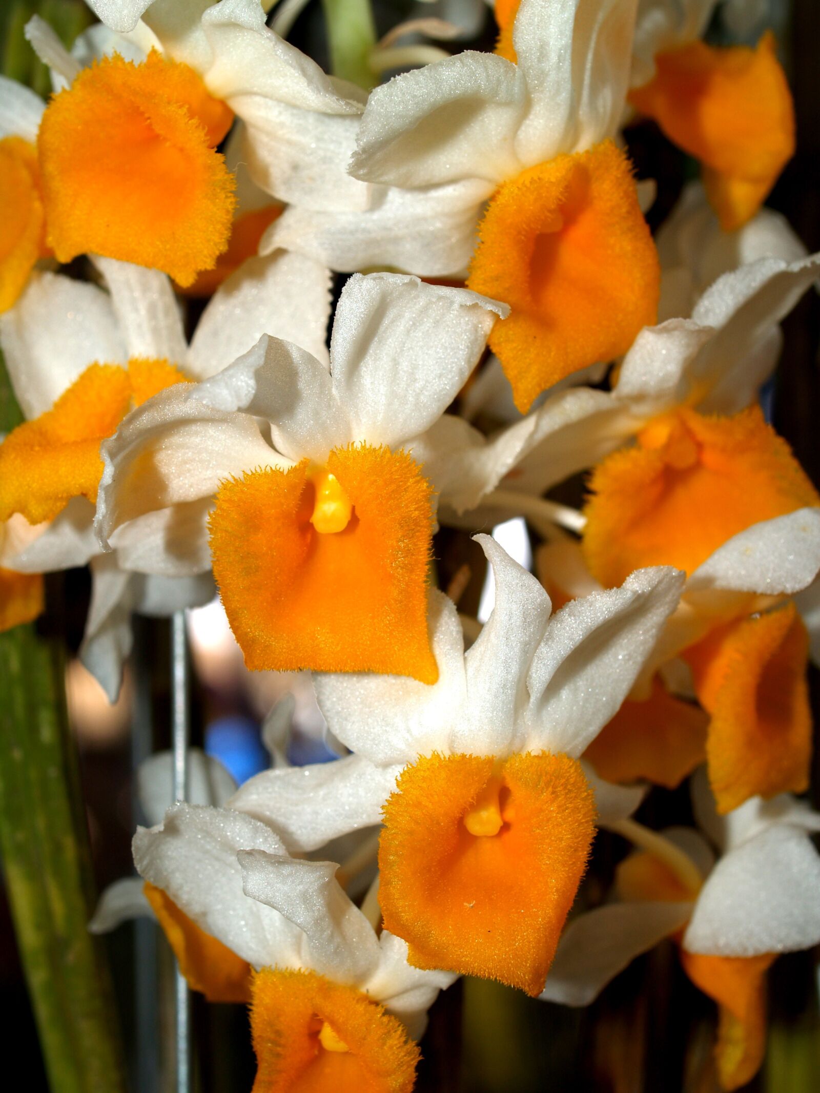 Olympus E-300 (EVOLT E-300) sample photo. Orchid, flower, bright photography