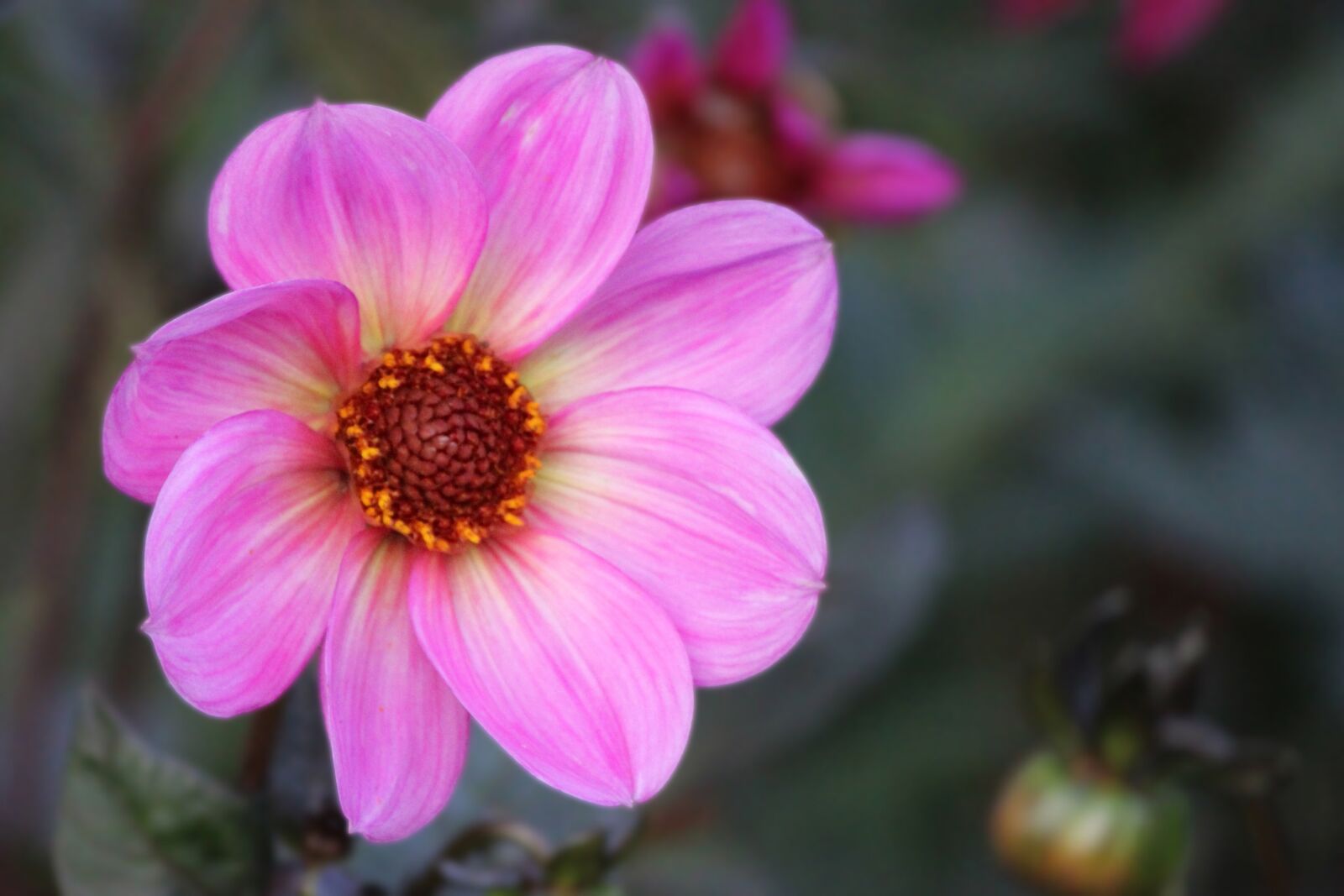 Canon EF-S 55-250mm F4-5.6 IS II sample photo. Dahlia, blossom, bloom photography