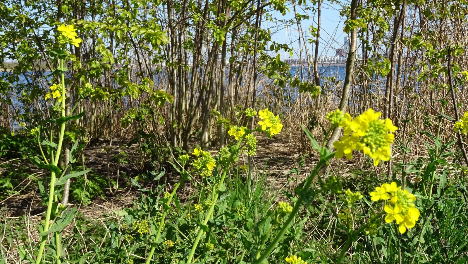 Sony DSC-HX60 sample photo. Spring, flourishing, flowers photography
