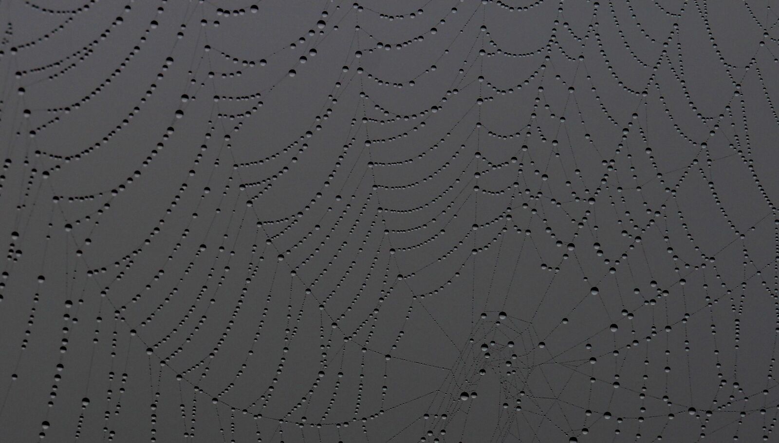 Canon EOS 700D (EOS Rebel T5i / EOS Kiss X7i) + Canon EF 85mm F1.8 USM sample photo. Spider web, drops, dew photography