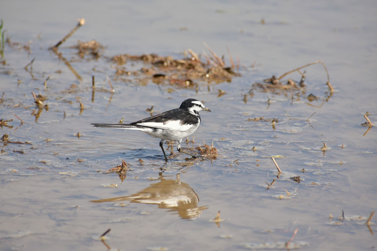 Nikon D7200 sample photo. Animal, paddy field, waterside photography